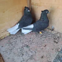 سلام. ،زیل دم سفید نروماده جفتی