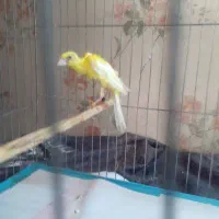 قناری ماده جیبوس اماده