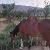 اسب|اسب و تجهیزات اسبسواری|بروجرد, |دیوار