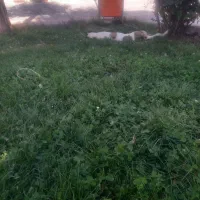 فروش خسیس وعلوفه سبز گوسفندی