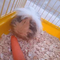 خوکچه هندی ماده|موش و خرگوش|تهران, ابوذر|دیوار