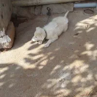 تول سگ|سگ|تهران, مخصوص|دیوار