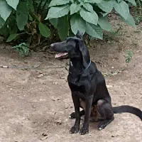 فروش سگ ژرمن شپرد|سگ|ماسال, |دیوار