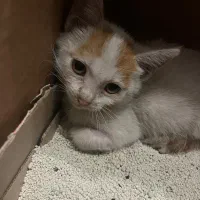 من یه پسر دوماهه هستم/DSH|گربه|رشت, کاکتوس|دیوار