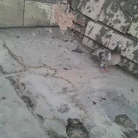 ماده پلاکی