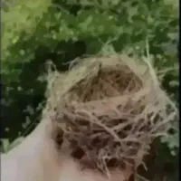 یک عددجوجه قناری
