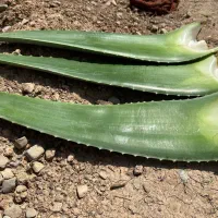 برگ الوراا|عمده‌فروشی|کرج, انبار مپنا|دیوار