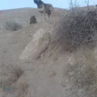 حیوان خانگی