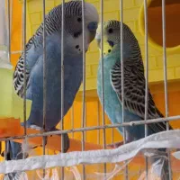 مرغ عشق دستی|پرنده|مشهد, شهید معقول|دیوار