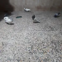 ۵تا کبوتر دونه ۱۵۰