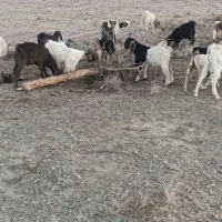 شیشک وبزغاله وچبش|حیوانات مزرعه|بیرجند, |دیوار