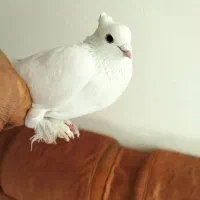 کبوترسفیدتهرانی پاپر