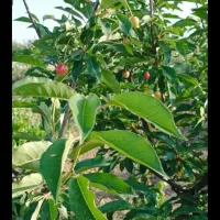 فروش باغ انگور