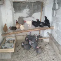 مرغ خروس محلی و مرغ شاخدار/هندی/|حیوانات مزرعه|لامرد, |دیوار