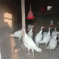 بوقلمون بیوتی گوشتی