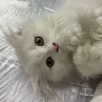 گربه اسکاتیش