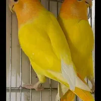 جوجه کوتوله اوپال کله نارنجی سرلاکی|پرنده|داراب, |دیوار