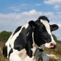 فروش‌گاو‌هلشتاین پا به ماه