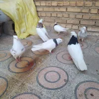 فروش تعدادی کبوتر