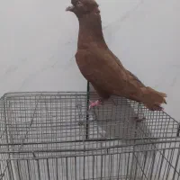 کفتر|پرنده|داراب, |دیوار