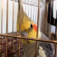 عروس هلندی فوری