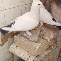 کبوتر