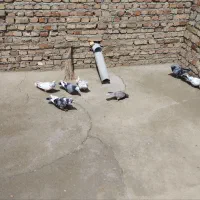 ۷عدد کبوتر پرشی و پلاکی