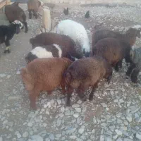 فروش 11راس بره|حیوانات مزرعه|شیراز, بازار|دیوار