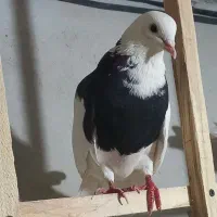 یک جفت طوقی|پرنده|رزن, |دیوار