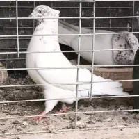 کفتر کبوتر کله دم سبز کله دار سو قدیم|پرنده|تهران, ورزشگاه آزادی|دیوار