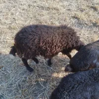 بره ماده سالم مناسب نگهداری و قربانی