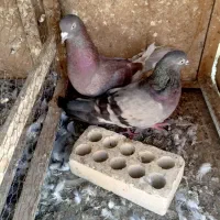 کبوتر لوت|پرنده|خرمشهر, |دیوار