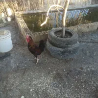 مرغ و خروس و خضیری