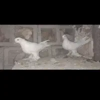 کبوتر پاپر سفید چرخی|پرنده|میاندوآب, |دیوار