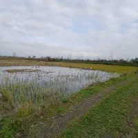 فروش-زمین-شالیزار-سنتی-9200هزارمتری