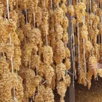 چند نفر نیرو برا برنداز انگور نیاز مندیم