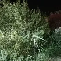 هرس کاری ودرخت بری