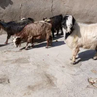 بز بزغاله بز ماده ساورین|حیوانات مزرعه|دالاهو, |دیوار