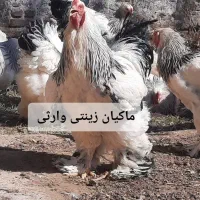 تخم نطفه دار برهما لایت|حیوانات مزرعه|تبریز, |دیوار