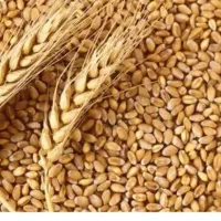 اجاره زمین کشاورزی آبی داده میشود