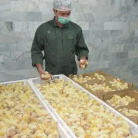کاکلی پامشکی سفیدصنعتی جوجه گوشتی
