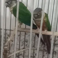 جفت‌یلوسایدجوان‌وکارداده