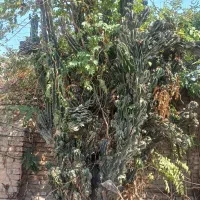 فروش کاکتوس