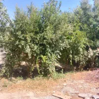 ۳۸۰ متر باغچه زمین باغی با درخت میوه
