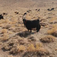 پیشرو درجه یک