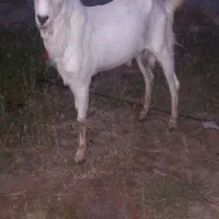 حیوان خانگی