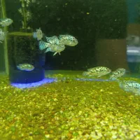 بلو جک دمسی|ماهی|فردیس, قریشی|دیوار