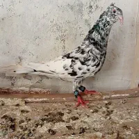 سار تخت کاکلی