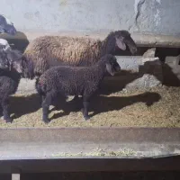 میش و بره