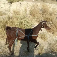 فروش کتاچ ازنسل دوقلوزا مری محلی|حیوانات مزرعه|سراوان, |دیوار